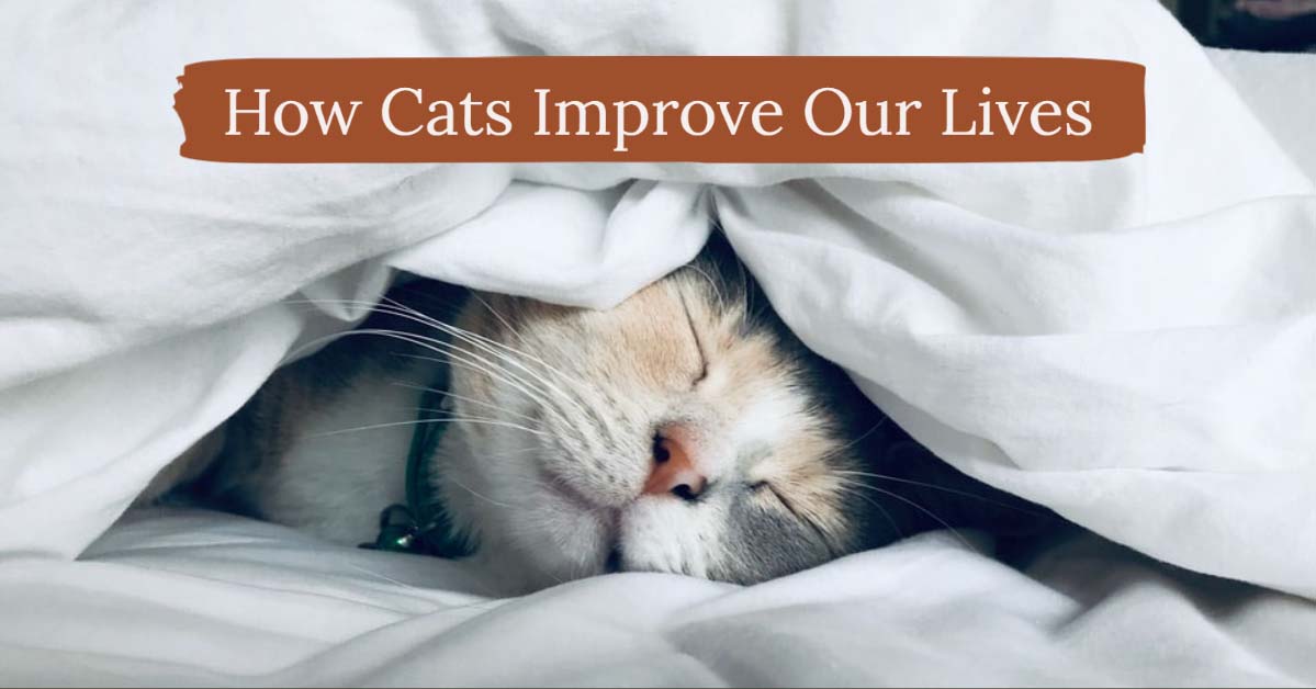 How Cats Improve our Lives | Vegan Daydream